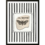 The Moth