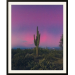 Saguaro Cactus