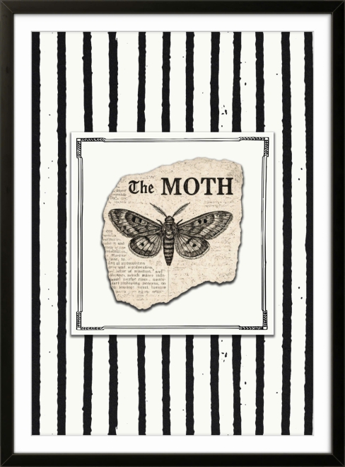 The Moth