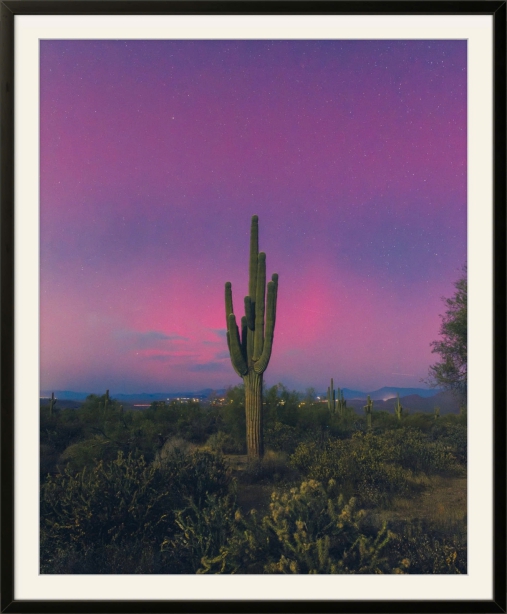 Saguaro Cactus