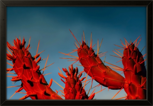 Red Cactus